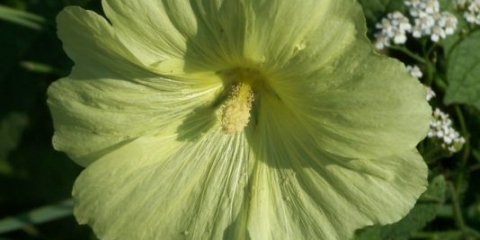 Sljez (slijez-ruža) naborani: fotografija, sorte, sadnja i njega